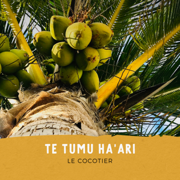 Le cocotier et la noix de coco