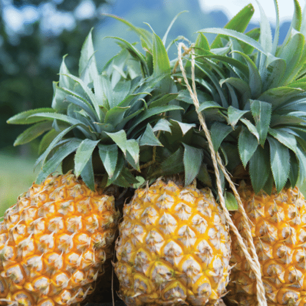 Painapo : L’ananas