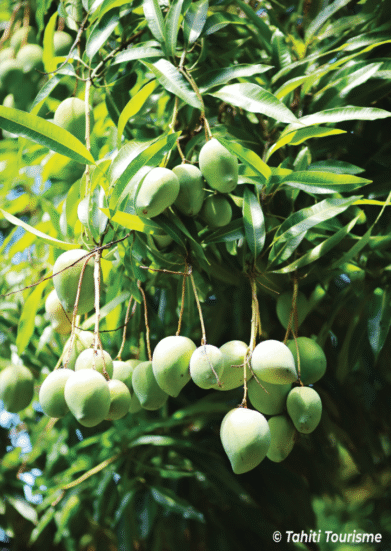 Mangue Mangue
