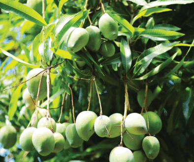 Mangue