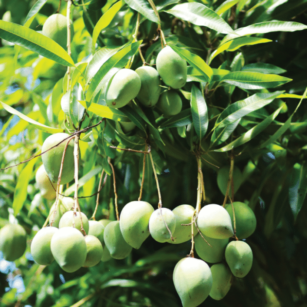 Te Vī : La mangue
