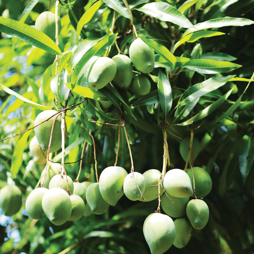 Te Vī: Mango