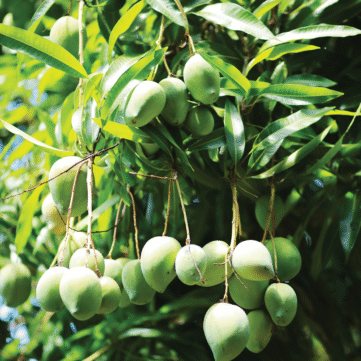 Mangue