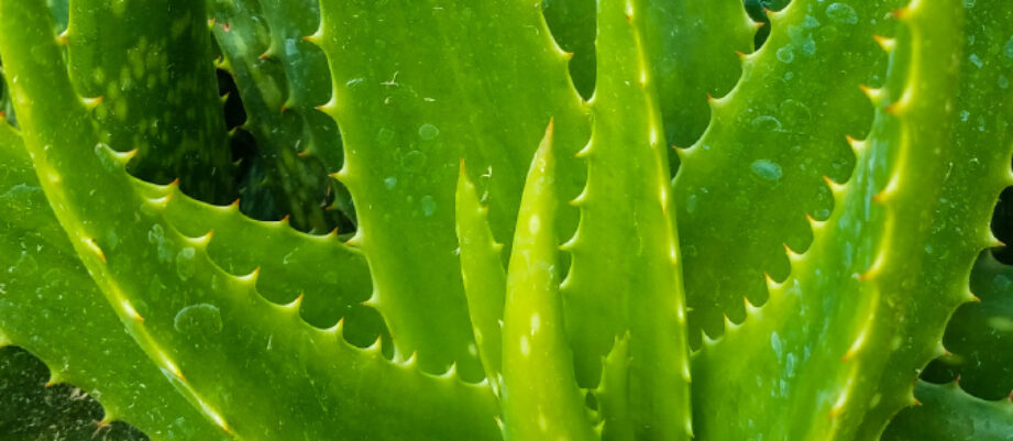 aloe_vera-environnement