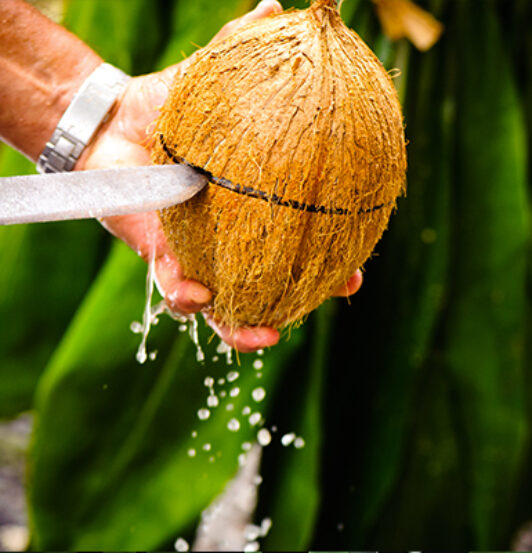 noix-de-coco-de-tahiti-600x400