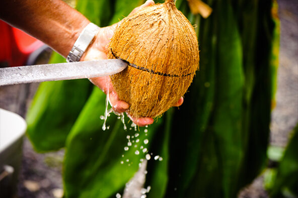 noix-de-coco-de-tahiti-600x400