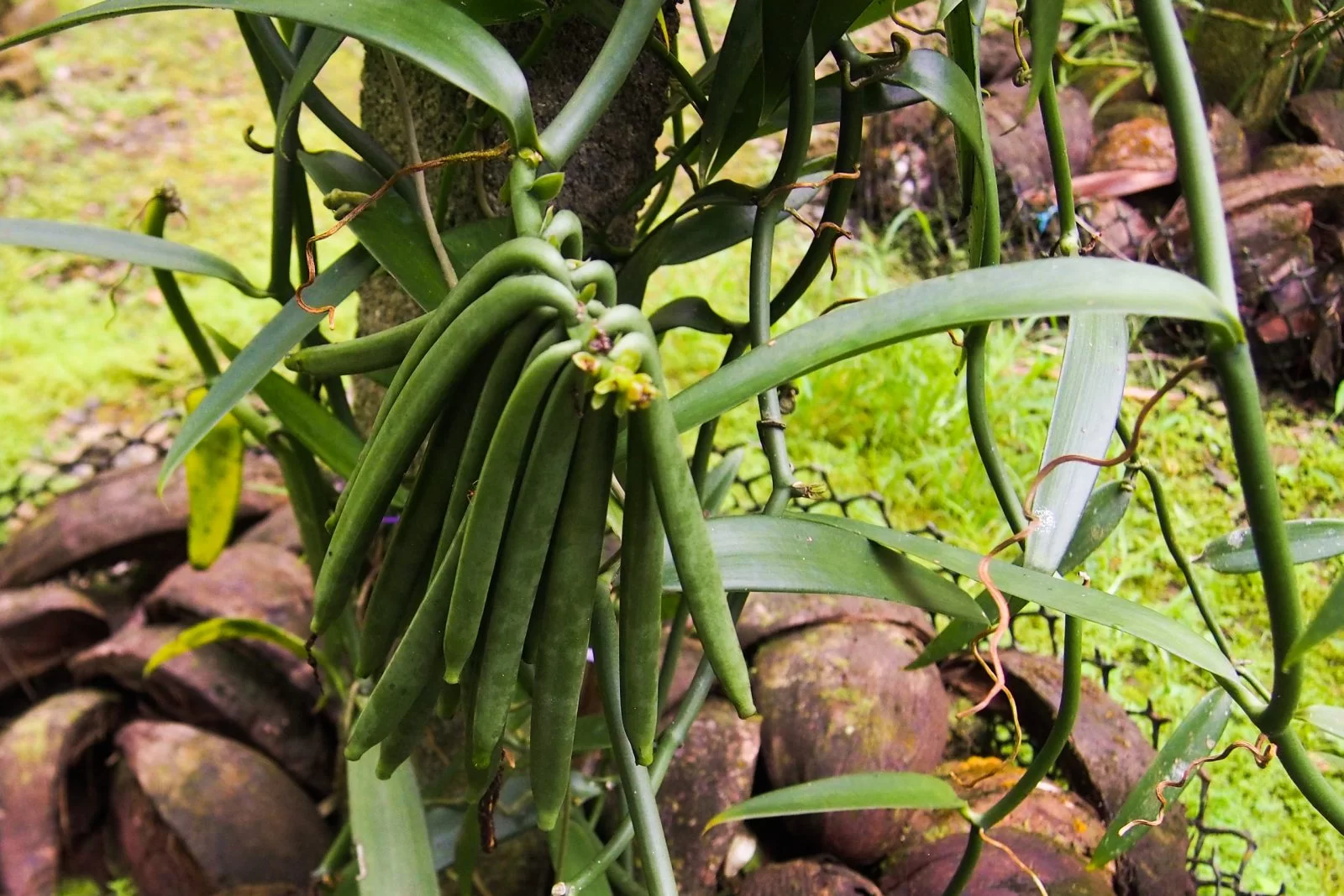 Desc_Plante_Vanille_x01.jpg