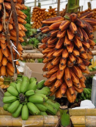 Féi_Tahiti
