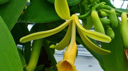 Vanilla-pompona-Vanille-du-Mexique-CC-BY-SA-3.0-H.-Zell