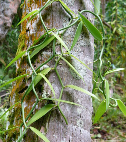 Vanilla_tahitensis