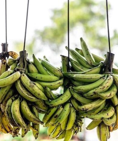 banane_Plantain_