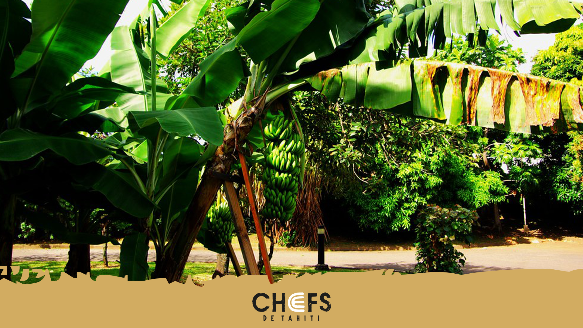 banner banane